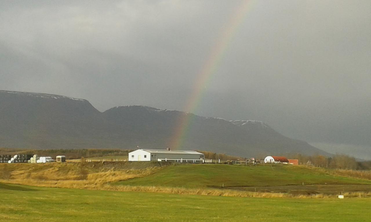 Glaesibaer 2 And Horsefarm